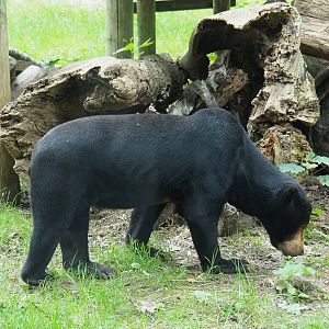 Sun bear (Helarctos malayanus malayanus), 2023-08-17