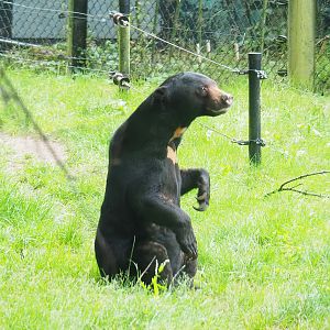 Sun bear (Helarctos malayanus malayanus), 2023-08-17