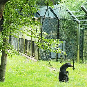 Sun bear holding, 2023-08-17