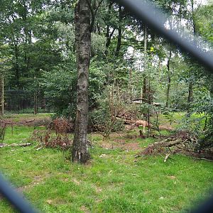 Bear forest with rescued European brown bears and Eurasian grey wolves, 2023-08-17