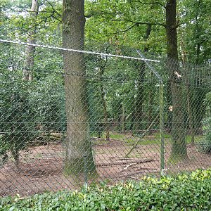 Bear forest with rescued European brown bears and Eurasian grey wolves, 2023-08-17