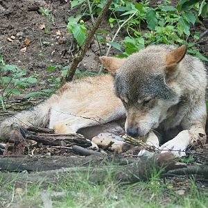 Eurasian grey wolf (Canis lupus lupus), 2023-08-17