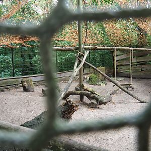 Domestic turkey aviary, 2023-08-17