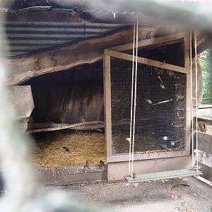 Domestic turkey coop, 2023-08-17