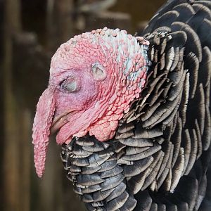 Domestic turkey (Meleagris gallopavo domesticus), 2023-08-17