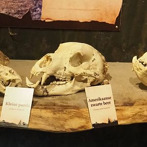 Spectacled bear, Red panda, American black bear and Sloth bear skulls, 2023-08-17