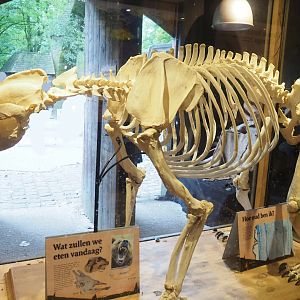 Brown bear skeleton (From a former bear forest resident), 2023-08-17