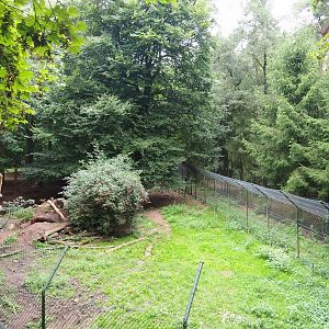 Bear forest with rescued European brown bears and Eurasian grey wolves, 2023-08-17