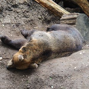 European brown bear (Ursus arctos arctos), 2023-08-17