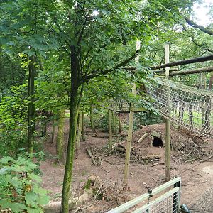 Bear forest with rescued European brown bears and Eurasian grey wolves, 2023-08-17