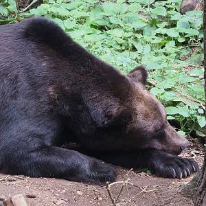 European brown bear (Ursus arctos arctos), 2023-08-17