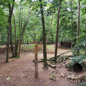 Bear forest with rescued European brown bears and Eurasian grey wolves, 2023-08-17