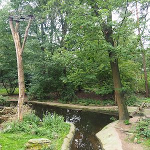 Bear forest with rescued European brown bears and Eurasian grey wolves, 2023-08-17