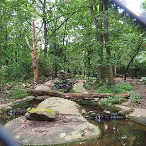 Bear forest with rescued European brown bears and Eurasian grey wolves, 2023-08-17