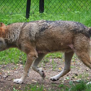 Eurasian grey wolf (Canis lupus lupus), 2023-08-17