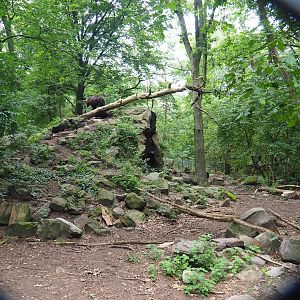 Bear forest with rescued European brown bears and Eurasian grey wolves, 2023-08-17