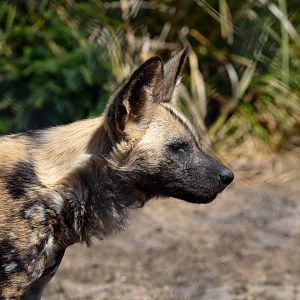 African Hunting Dog