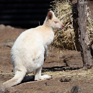Bennett's Wallaby