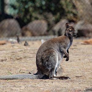 Bennett's Wallaby