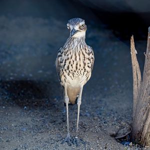 Bush Stone-curlew