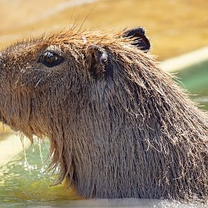 Capybara