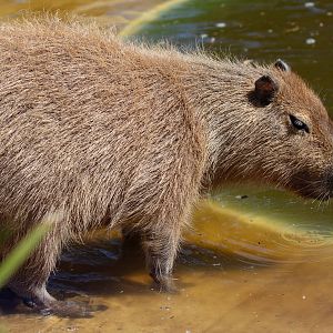 Capybara
