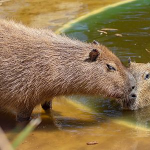 Capybara