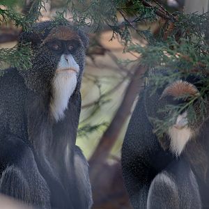 DeBrazza's Guenon