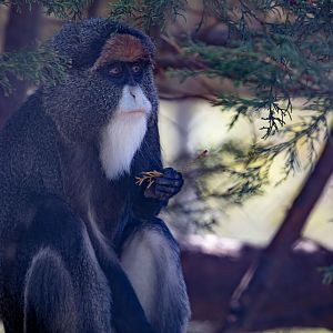 DeBrazza's Guenon