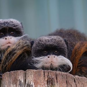 Emperor Tamarin