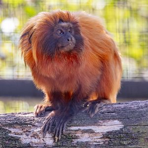 Golden Lion Tamarin
