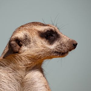 Meerkat