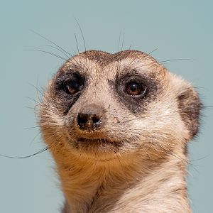 Meerkat