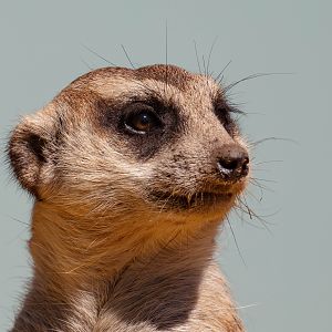 Meerkat