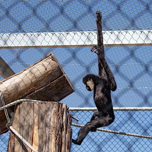 Northern White-cheeked Gibbon
