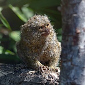Pygmy Marmoset