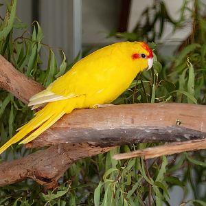 Red-fronted Kakariki
