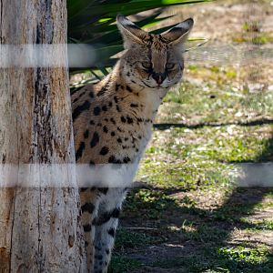 Serval