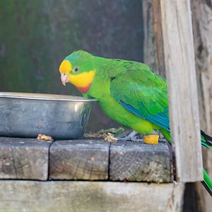 Superb Parrot
