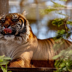 Sumatran Tiger