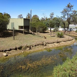 Brown Capuchin Island