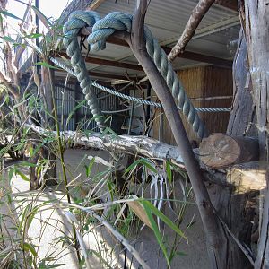 Red-handed Tamarin enclosure