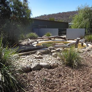 Capybaras in the Otter enclosure