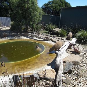 Capybaras in the Otter enclosure