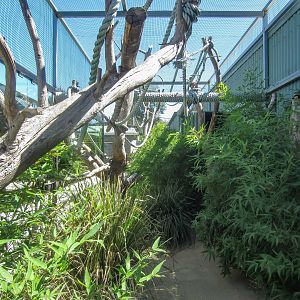 Emperor Tamarin enclosure