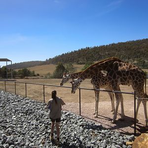 Giraffe feeding