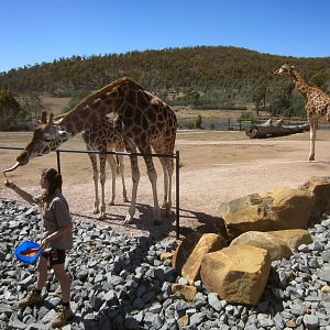 Giraffe feeding