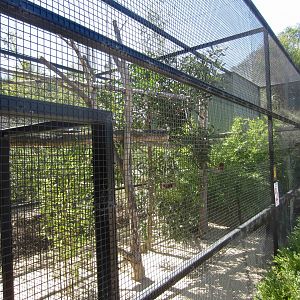 Golden Lion Tamarin enclosure