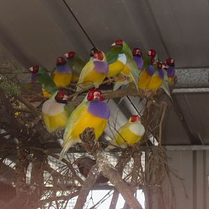 Gouldian Finches