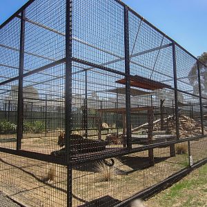 Leopard enclosure